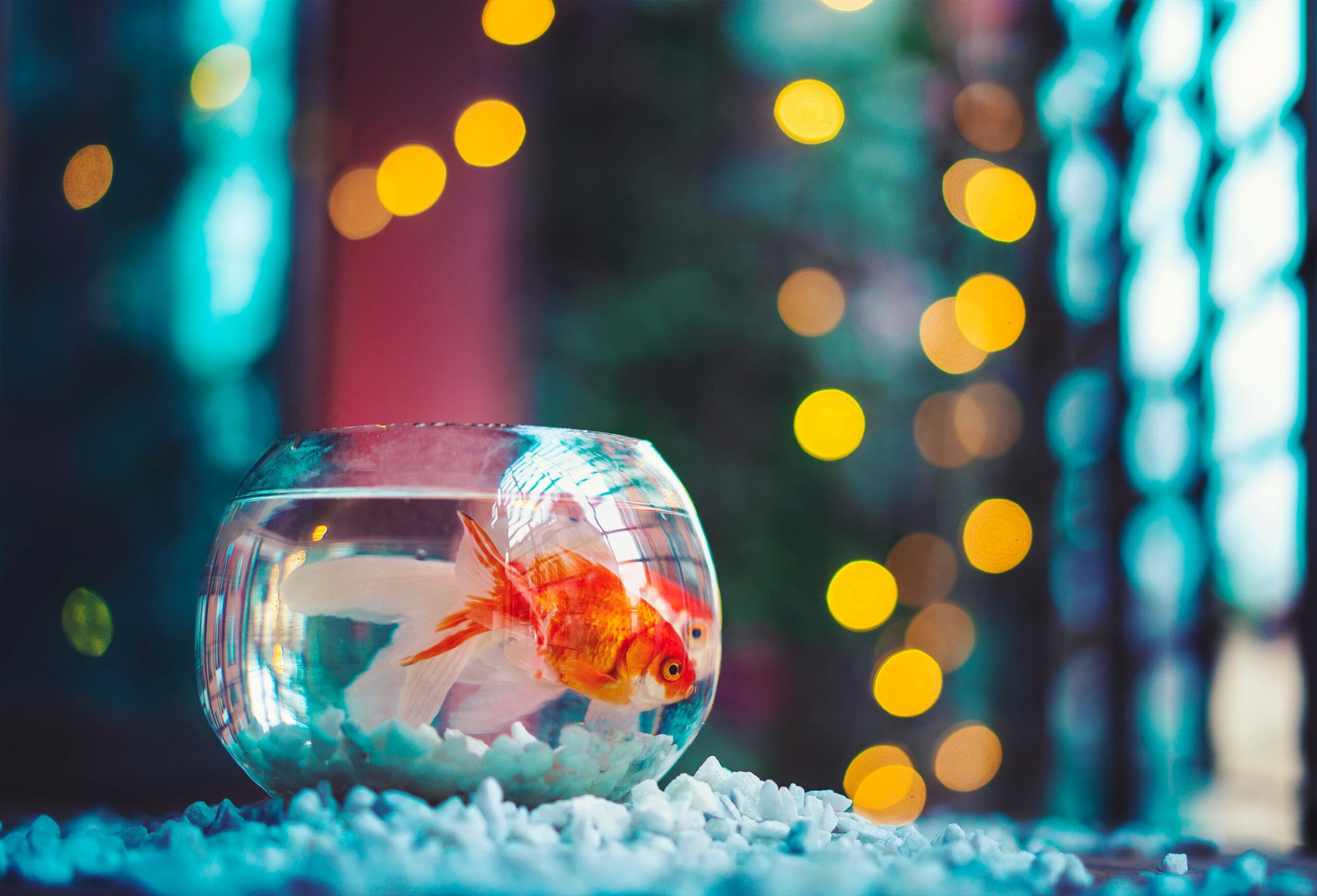 A Round Fish Tank With Two Golden Fishes Waiting for iMOVE Moving Crew